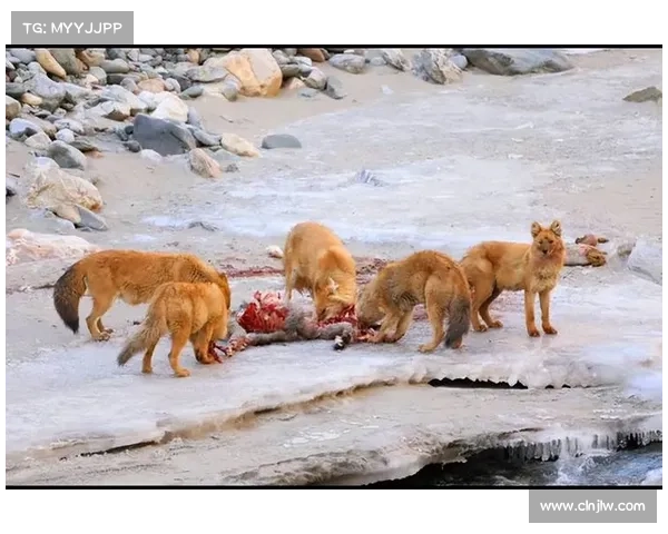 幽灵的威胁:野豺仍然稀有且被瞄准 媒体 幽灵的威胁:野豺仍然稀有且被瞄准 媒体